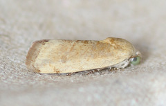 Ponometia hutsoni