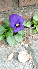 Viola × wittrockiana