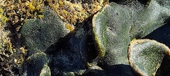 Codium adhaerens