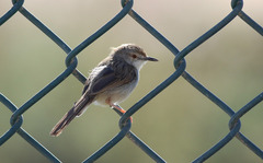 Prinia gracilis yemenensis