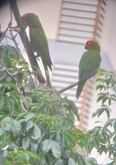 Psittacara erythrogenys