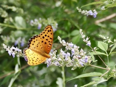 Argynnis hyperbius