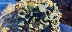 Codium adhaerens
