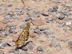 Argynnis hyperbius