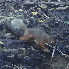 Sciurus lis