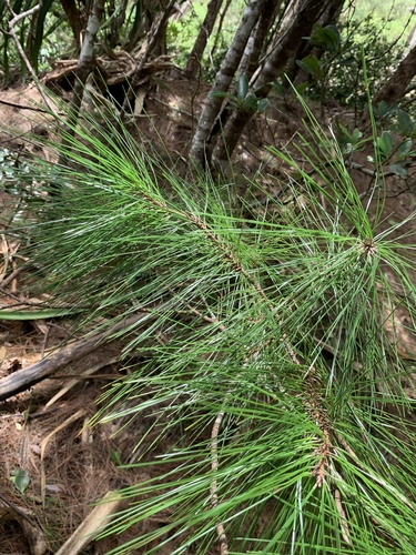 Luchu pine (Pinus luchuensis)