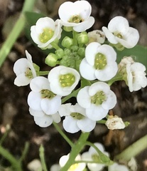 Lobularia