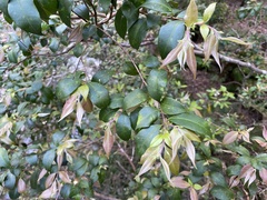 Myrtoideae