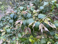 Myrtoideae