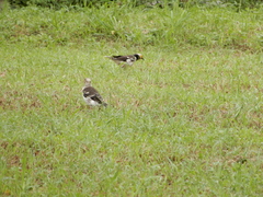 Gracupica nigricollis