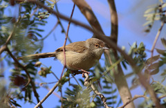 Prinia gracilis yemenensis