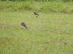 Gracupica nigricollis