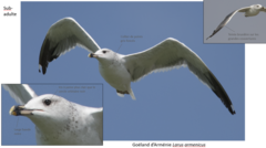 Larus armenicus