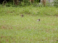 Gracupica nigricollis