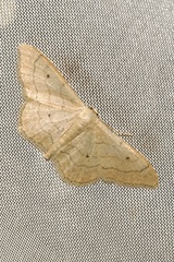 Idaea aversata