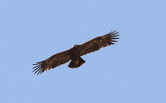 Aquila nipalensis
