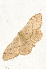 Idaea aversata