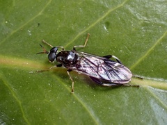 Exaireta spinigera