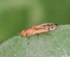 Opomyza florum