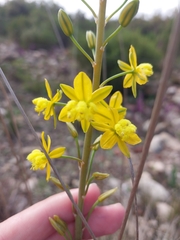 Bulbine