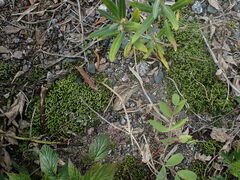 Racomitrium canescens