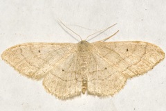Idaea aversata