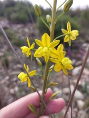 Bulbine