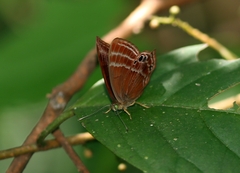 Abisara echerius