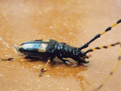 Dendrobias mandibularis