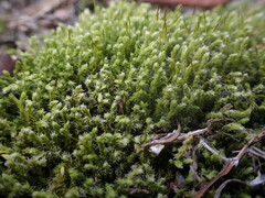 Racomitrium canescens