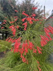 Russelia equisetiformis