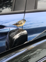 Pardalotus punctatus