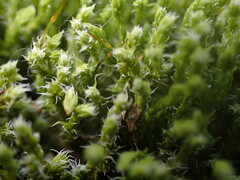 Racomitrium canescens