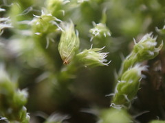 Racomitrium canescens