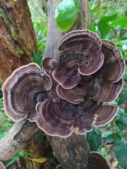 Amauroderma