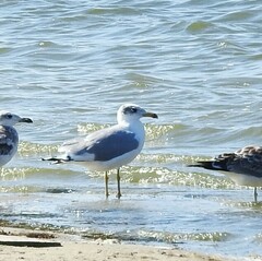 Ichthyaetus ichthyaetus