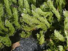 Racomitrium canescens