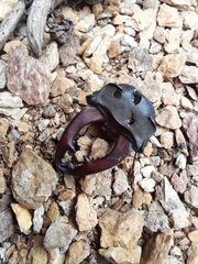 Lucanus cervus