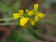 Erysimum