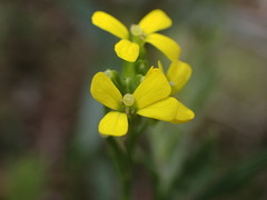 Erysimum