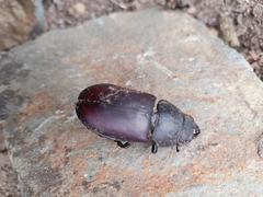 Lucanus cervus