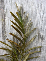 Potamogeton robbinsii