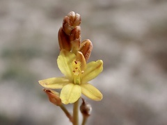 Bulbine semibarbata