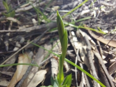 Pterostylis plumosa