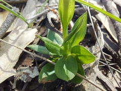 Pterostylis plumosa