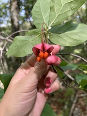 Euonymus latifolius