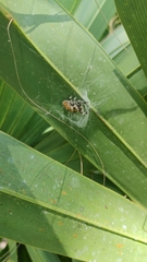 Phidippus regius