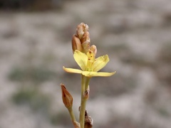 Bulbine semibarbata