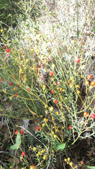 Osyris alba