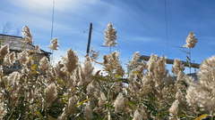 Phragmites australis